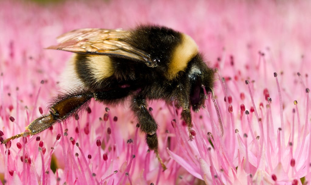 Bumblebees - Types of Bees in Arkansas