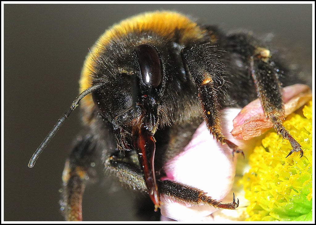 Bumblebees - Types of Bees in Idaho