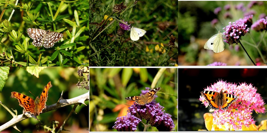 Butterflies and Moths