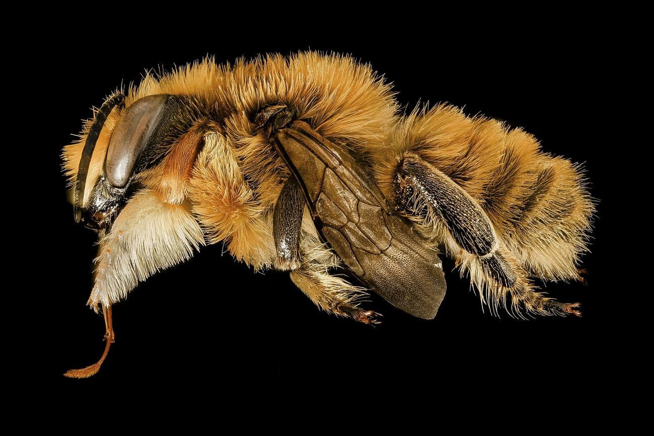 Leafcutting Bees