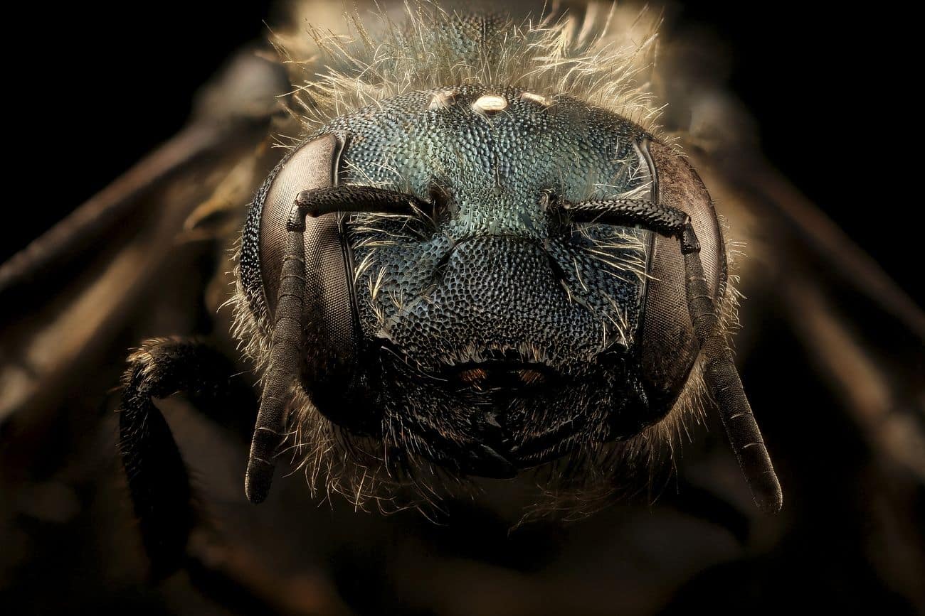 Mason Bees