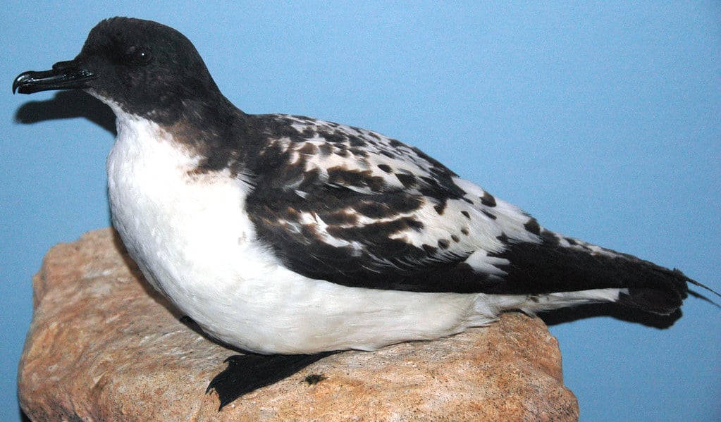 Cape Petrel
