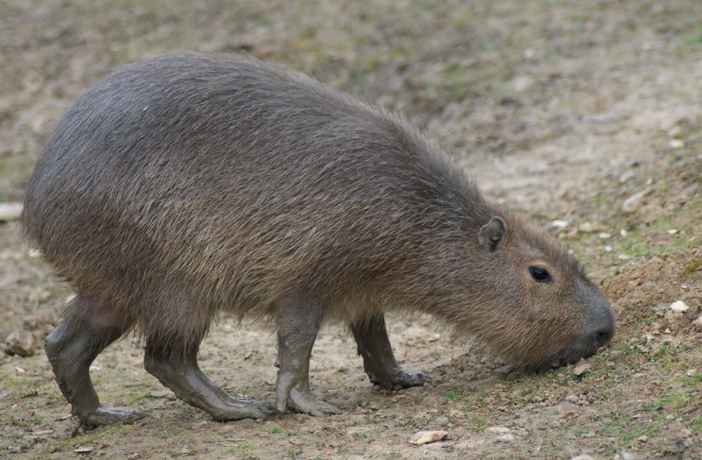 Capybara