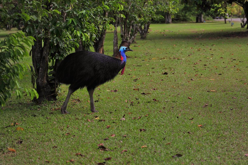 Cassowary