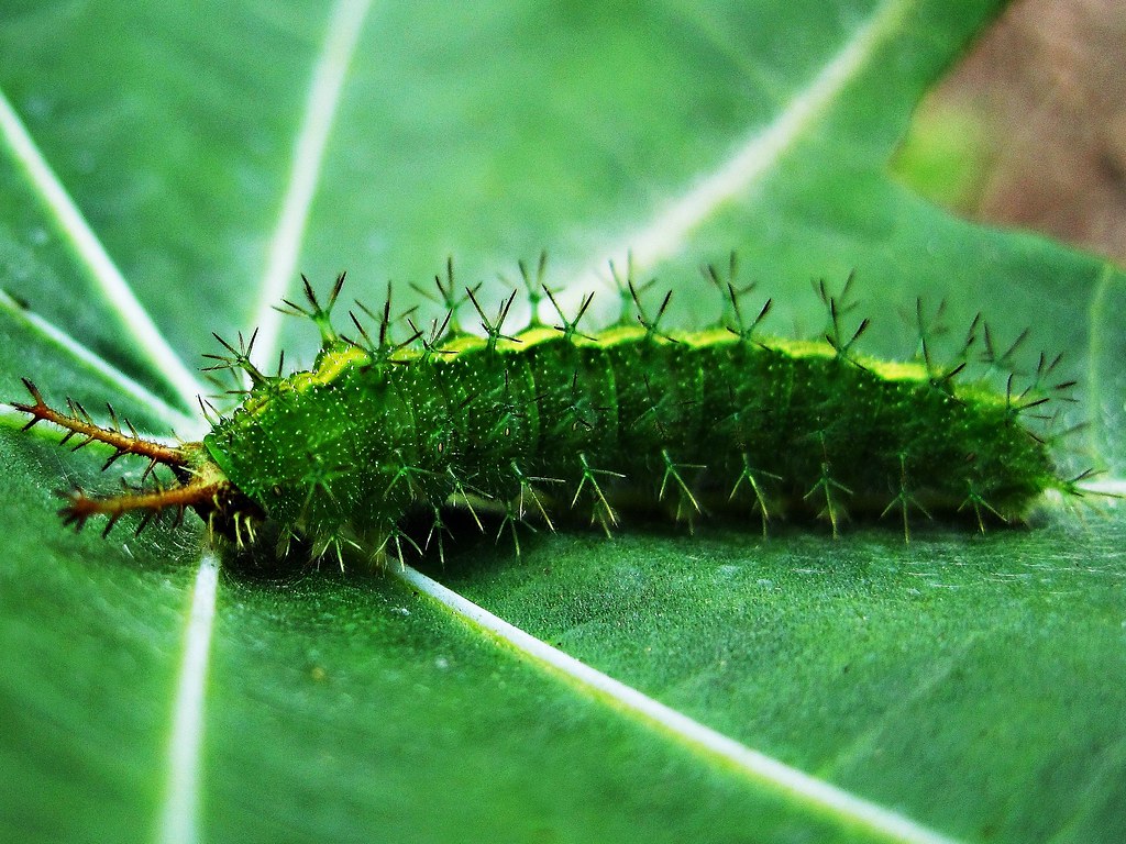 Caterpillars - Animals With Stripes