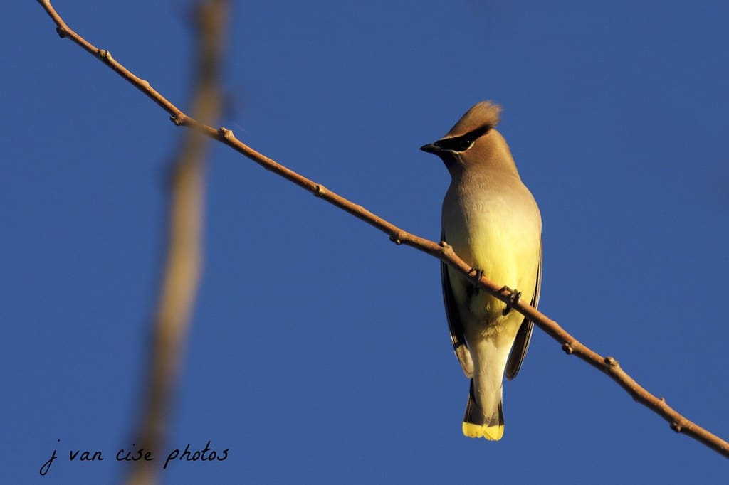 Cedar Waxwing