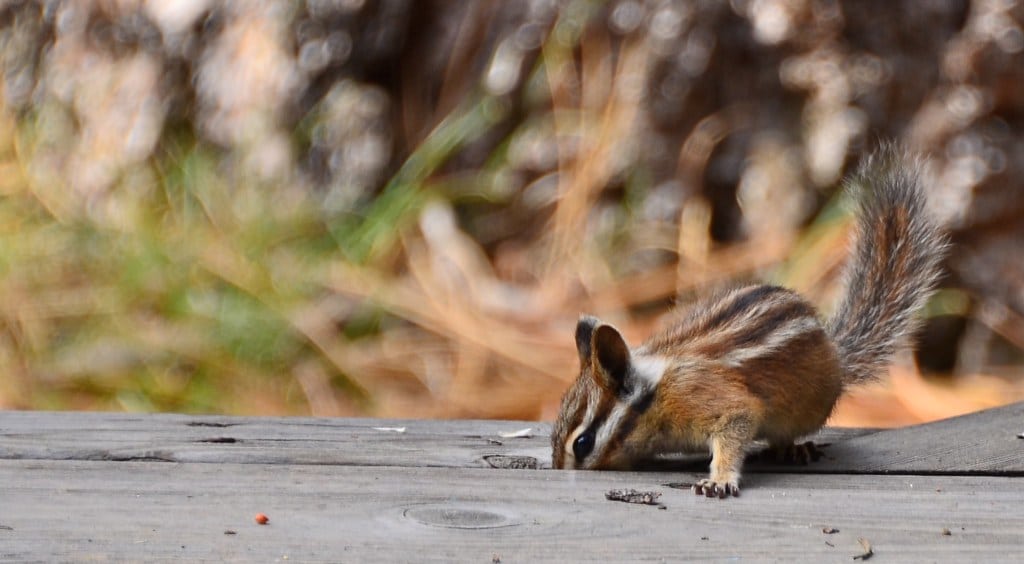 Chipmunks