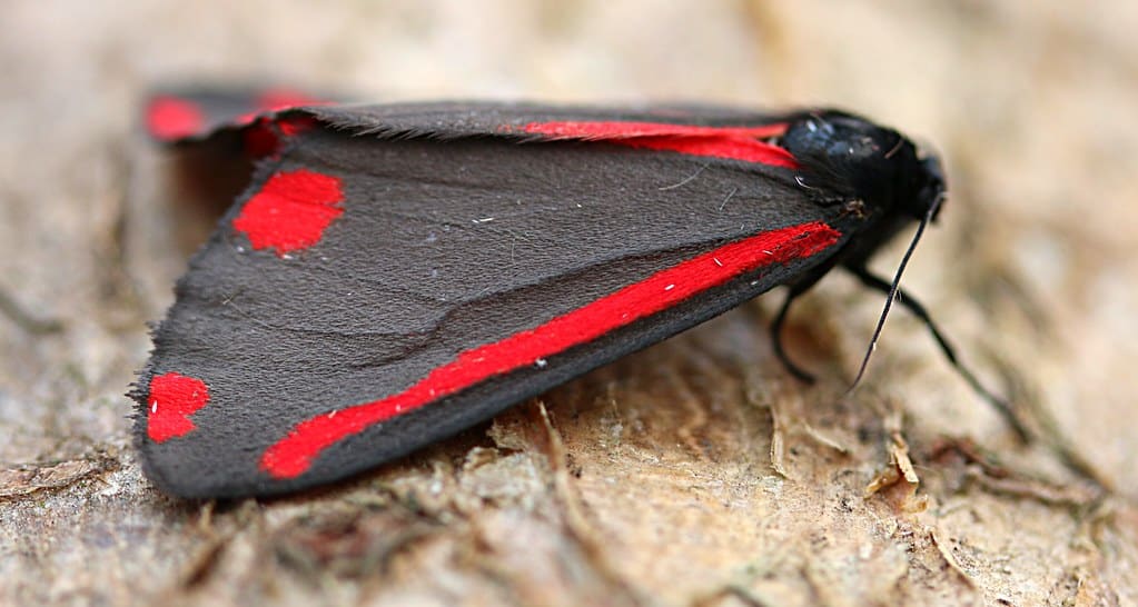 Cinnabar Moths - Types of Moths in Florida