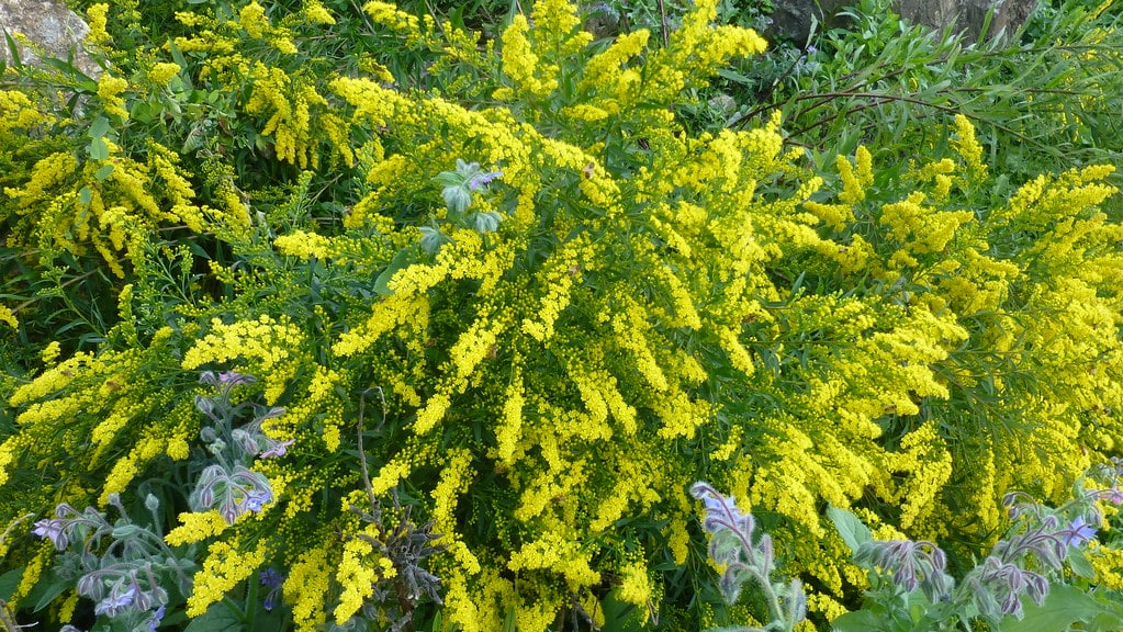 Citronella