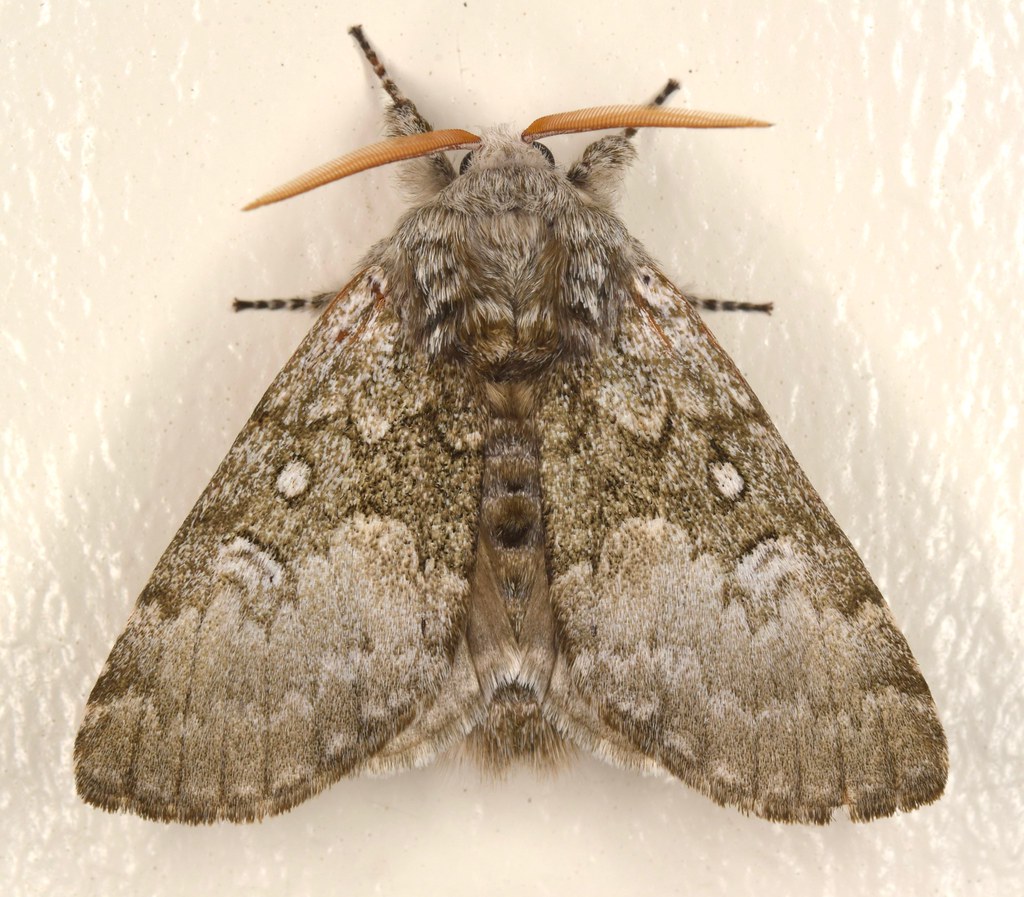 Close-banded Yellowhorn Moth