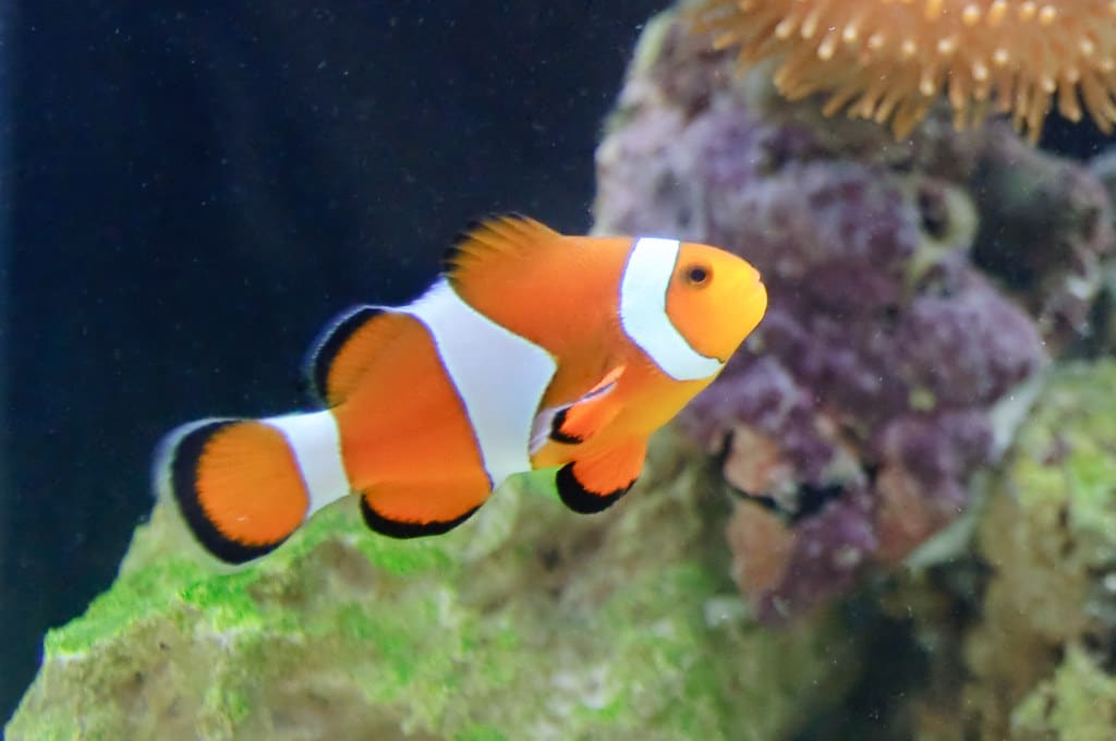 Clownfish - Animals With Stripes