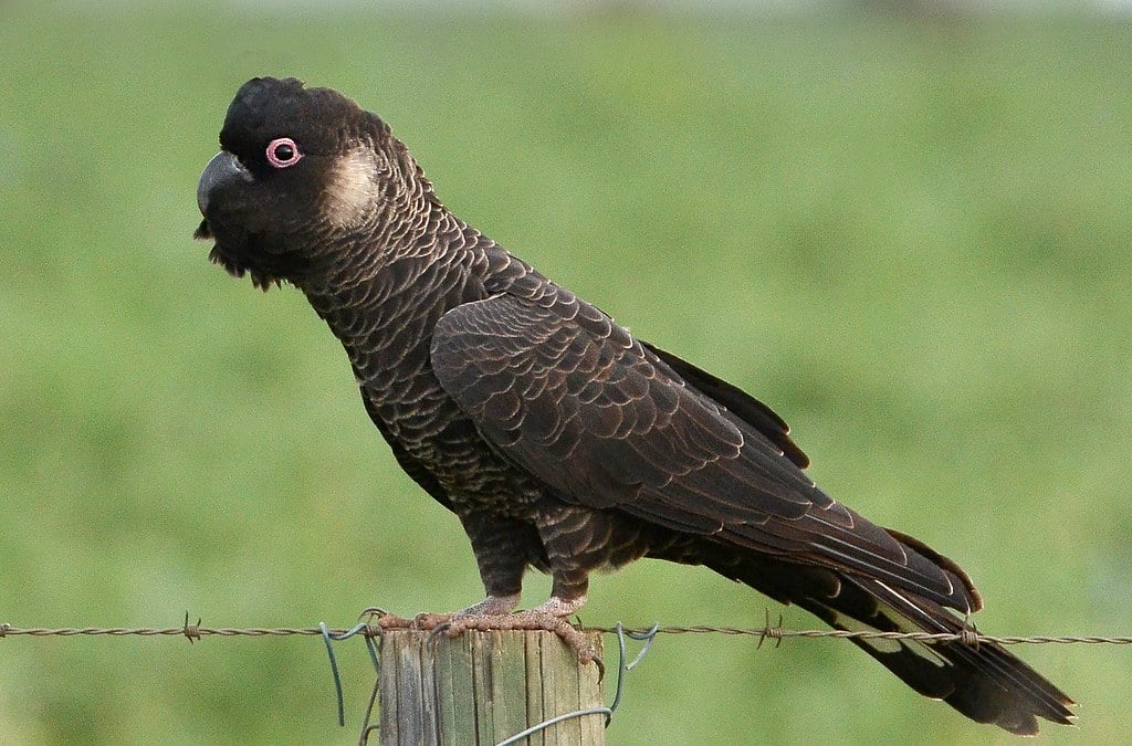 Cockatoos - Popular Crested Animals
