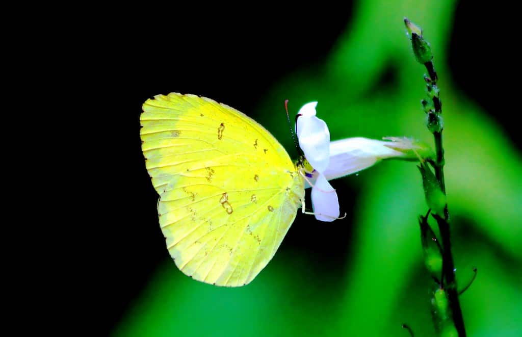 Common Grass Yellow