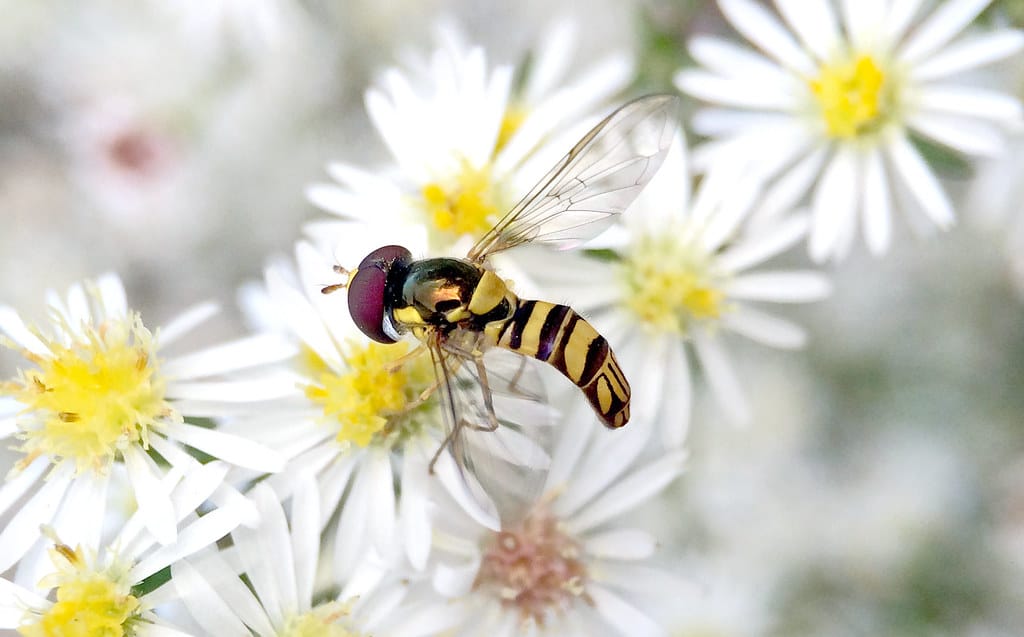 Common Oblique Syrphid Fly