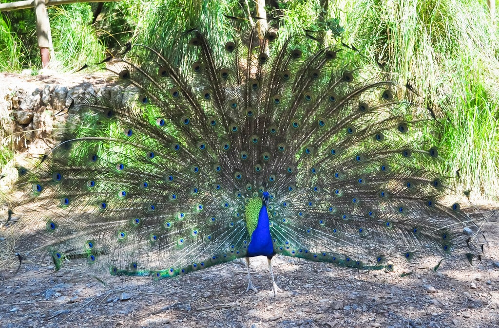 Common Peafowl - Types of Animals With Feathers  