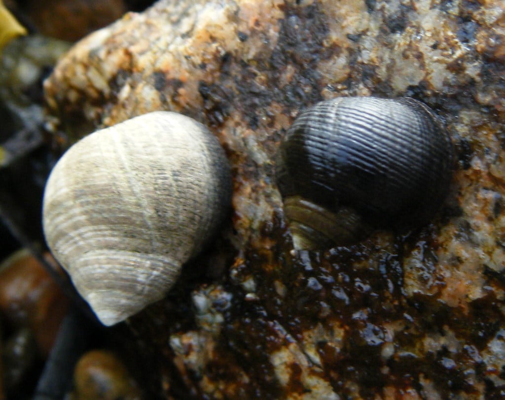 Common Periwinkle Snail