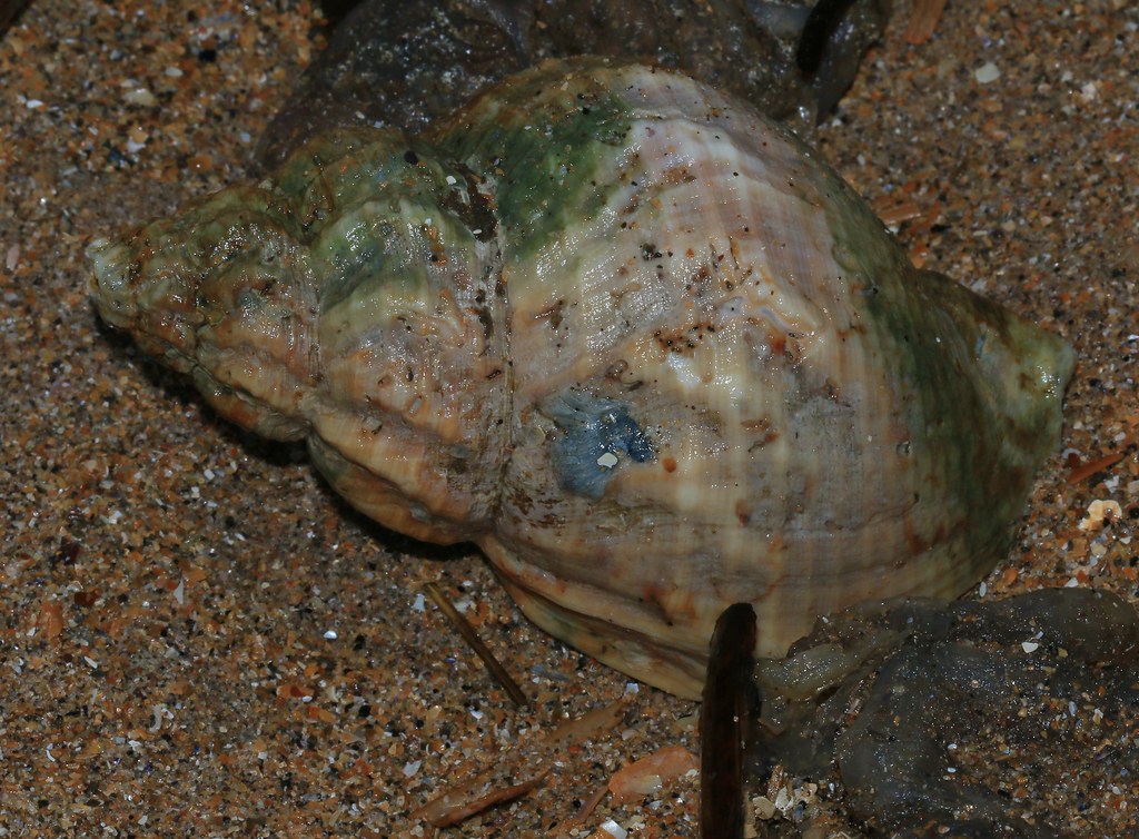 Common Whelk