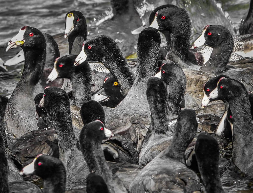 Coots - Different Types of Water Birds