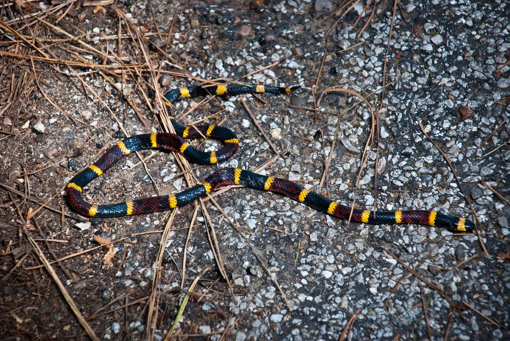 Coral Snake