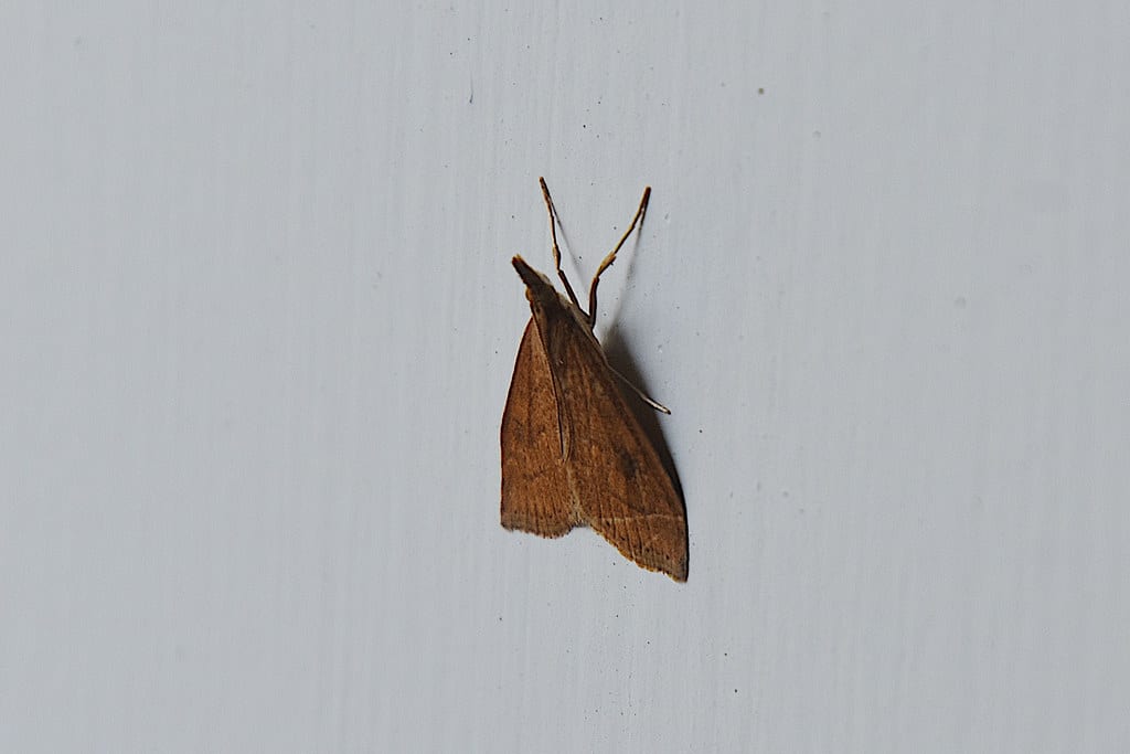 Crambid Snout Moth