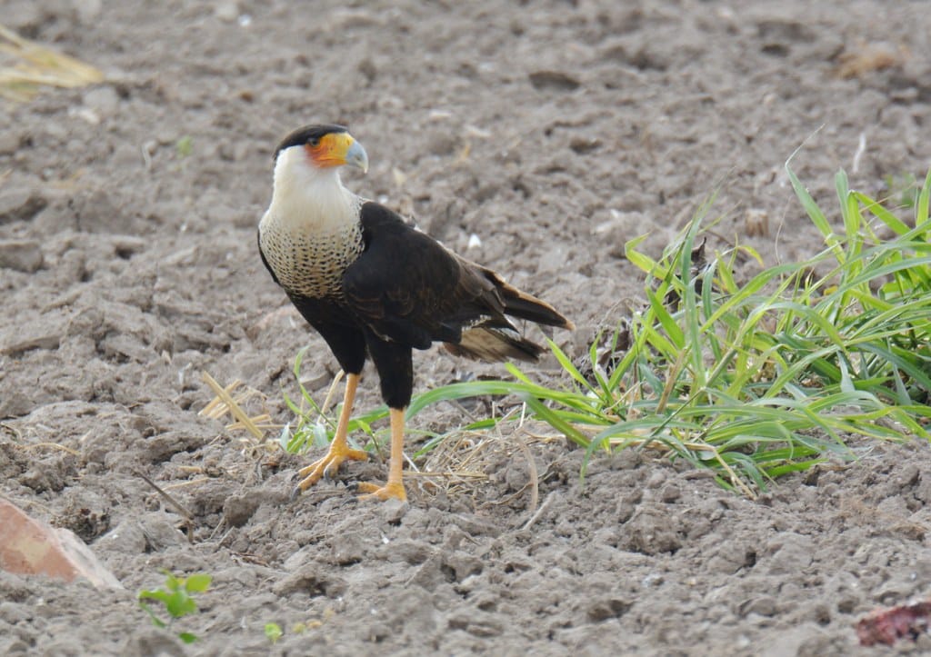 Crested Caracara