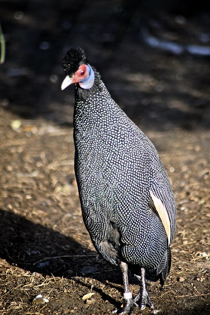 Crested Guinea Fowl