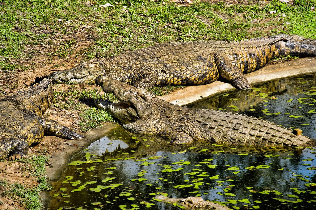 Crocodiles