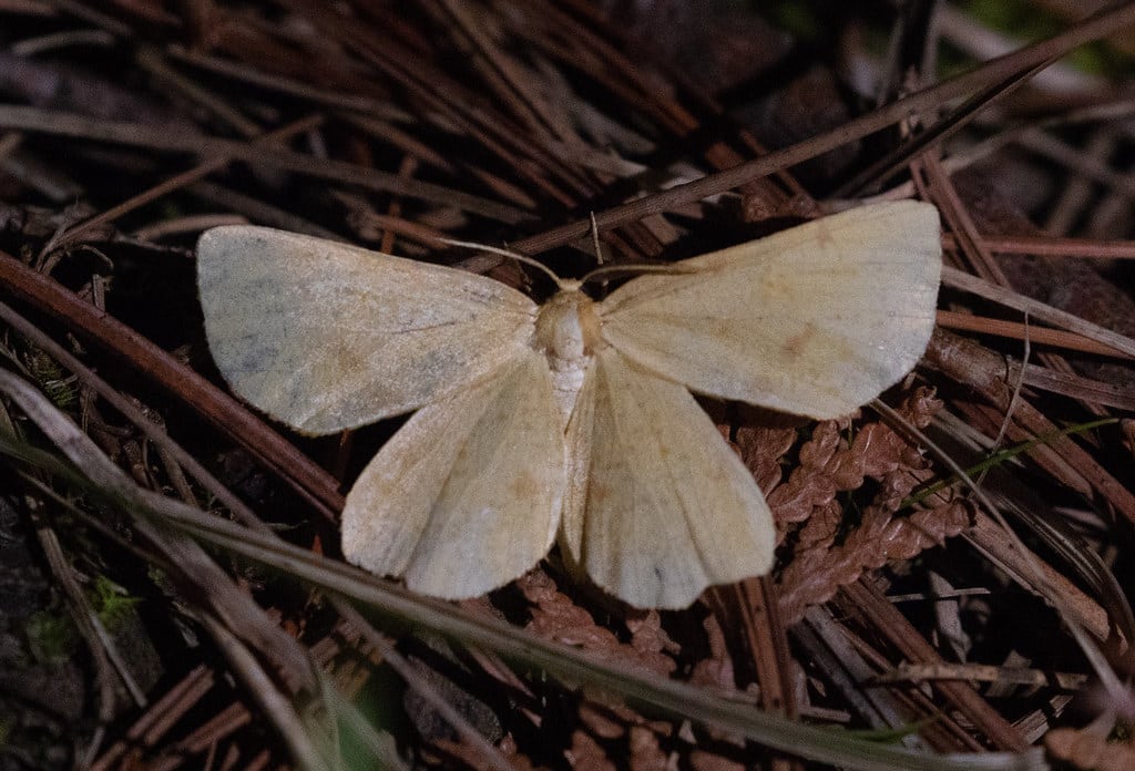 Crocus Moths