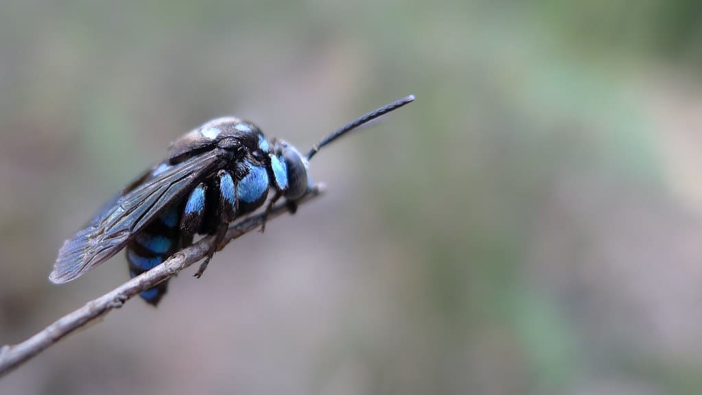 Cuckoo Bees