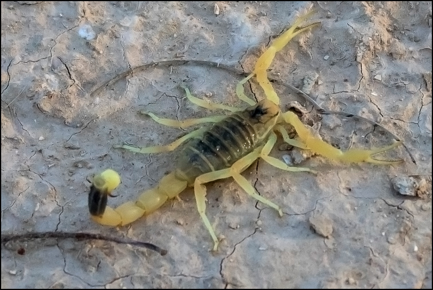 Deathstalker Scorpion - Types of Scorpions for Pets