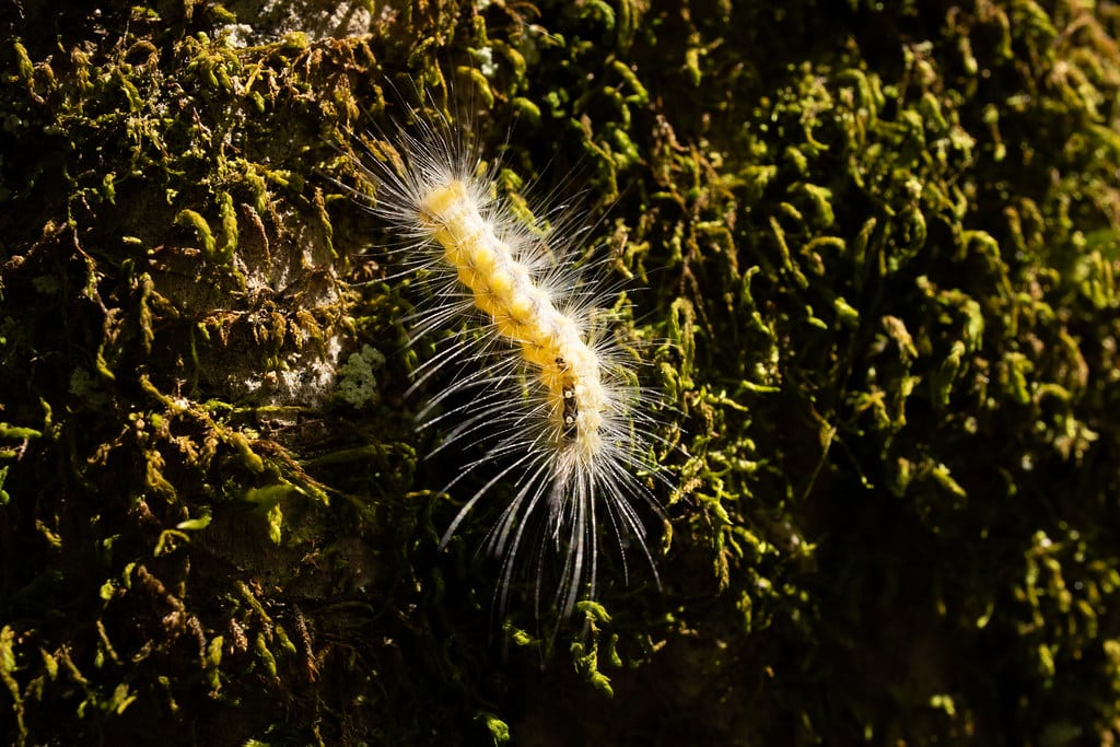 Definite Tussock Moth