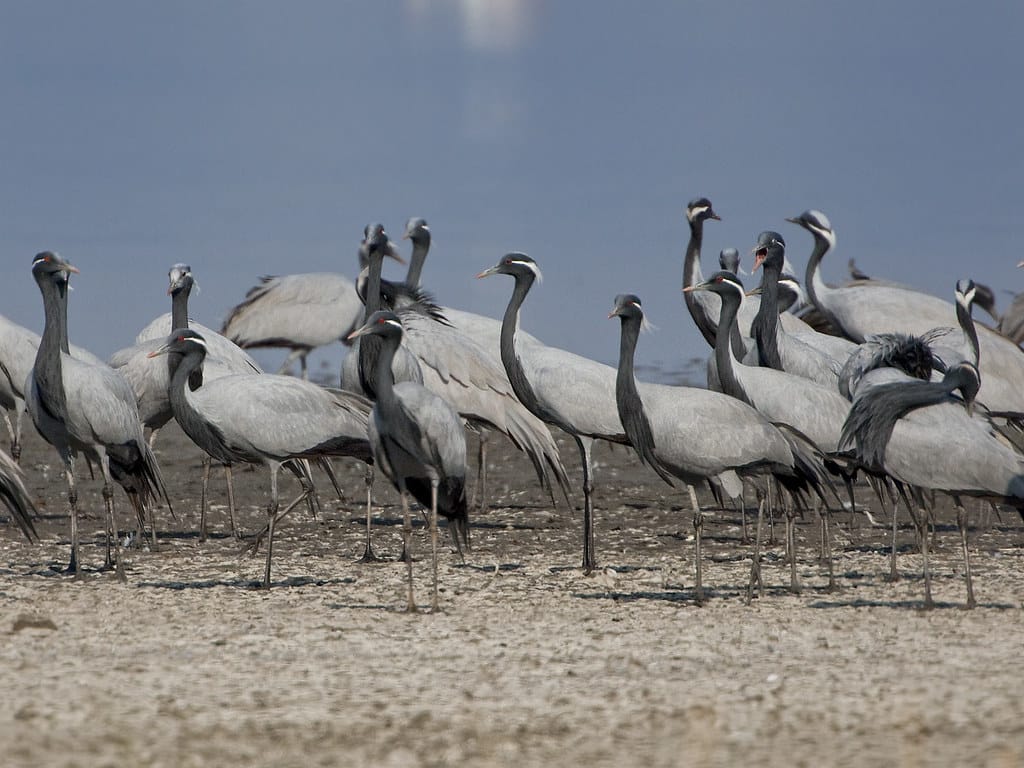 Demoiselle Crane