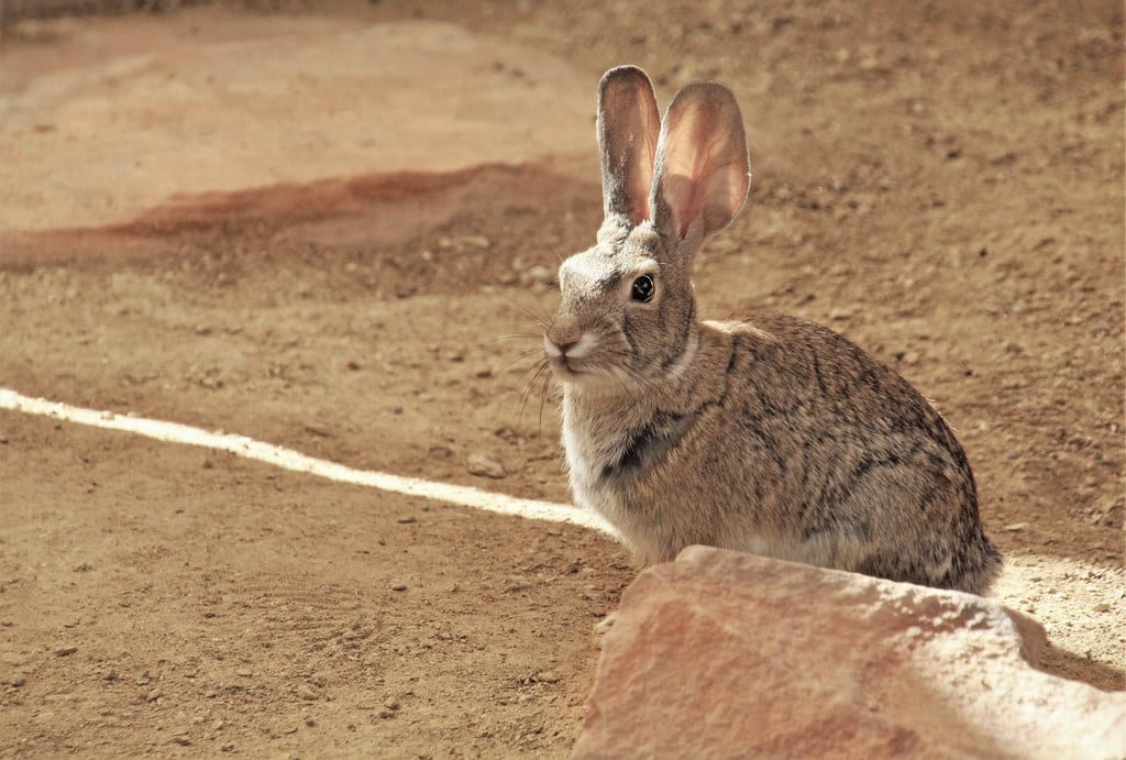Desert Cottontail