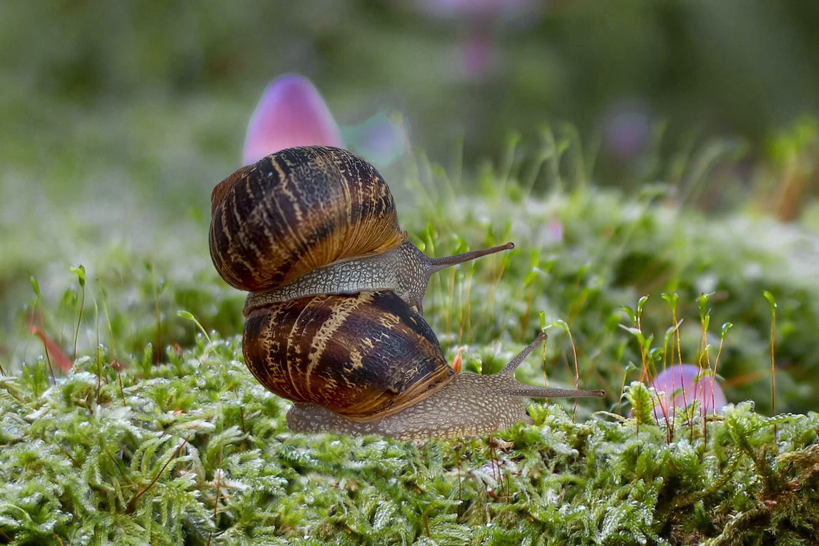 Different Types of Snails