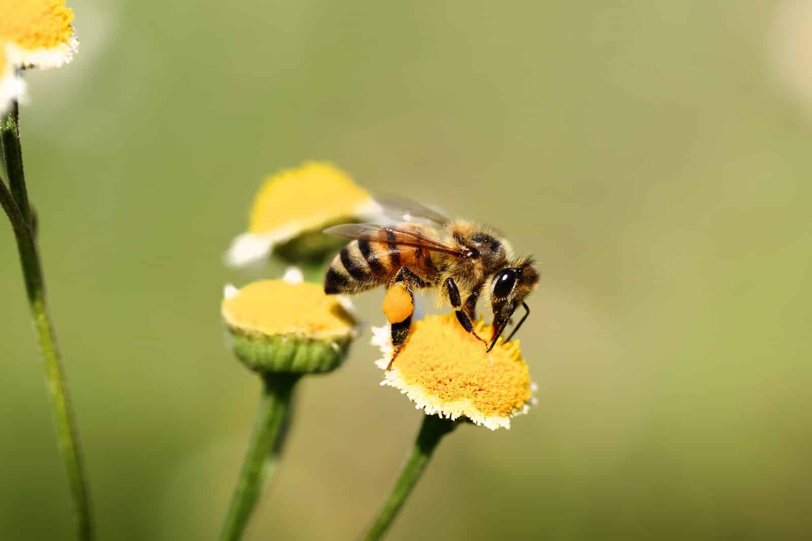 Different Types of Sweat Bees