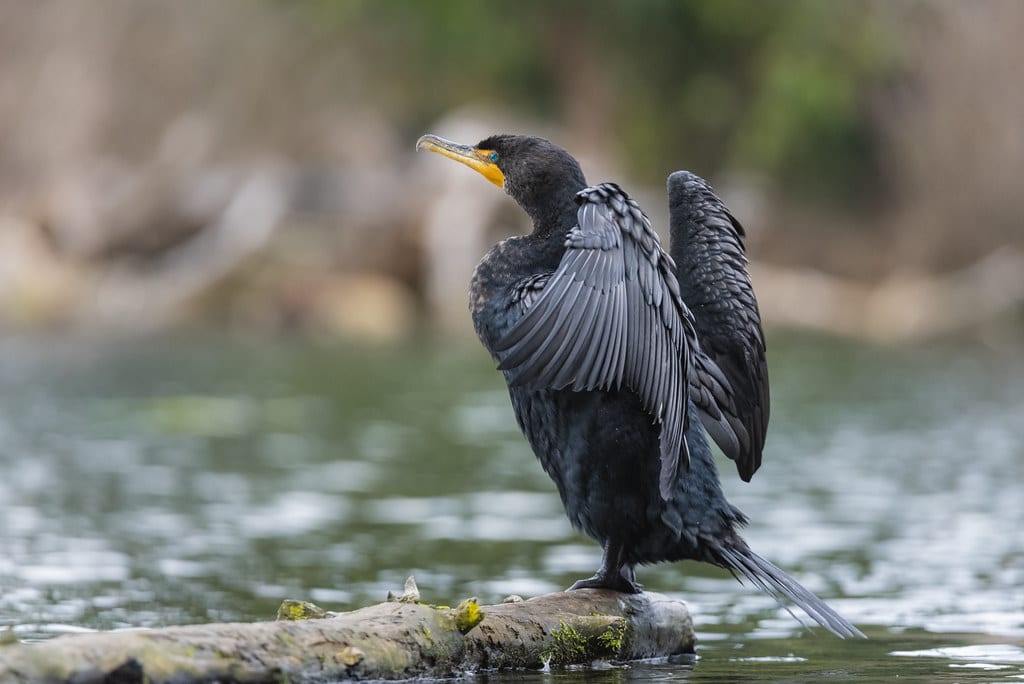 Double-crested Cormorants