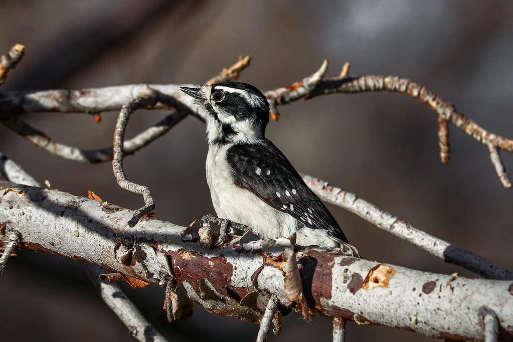 Downy Woodpecker - woodpeckers in Oregon