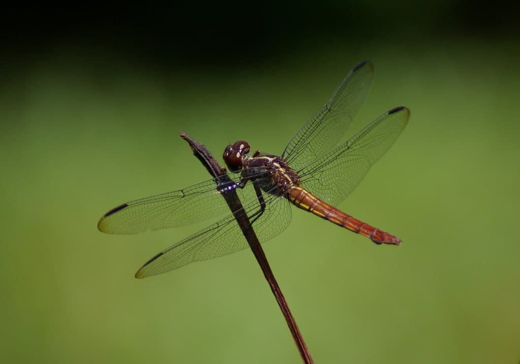 Dragonflies and Damselflies