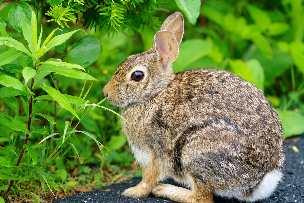 Eastern Cottontail - Types of Rabbits in Colorado 