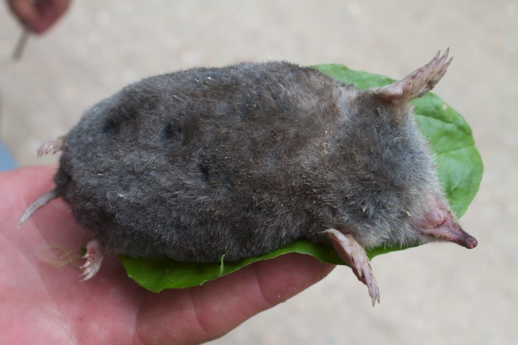 Eastern Mole