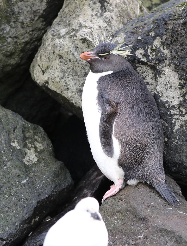 Eastern Rockhopper Penguin