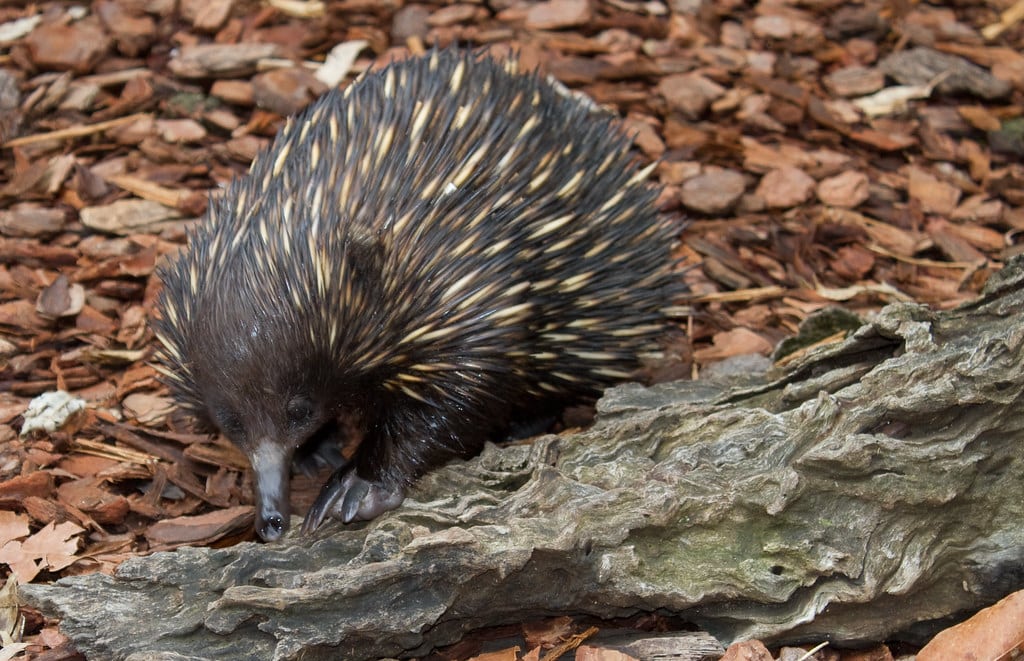 Echidnas