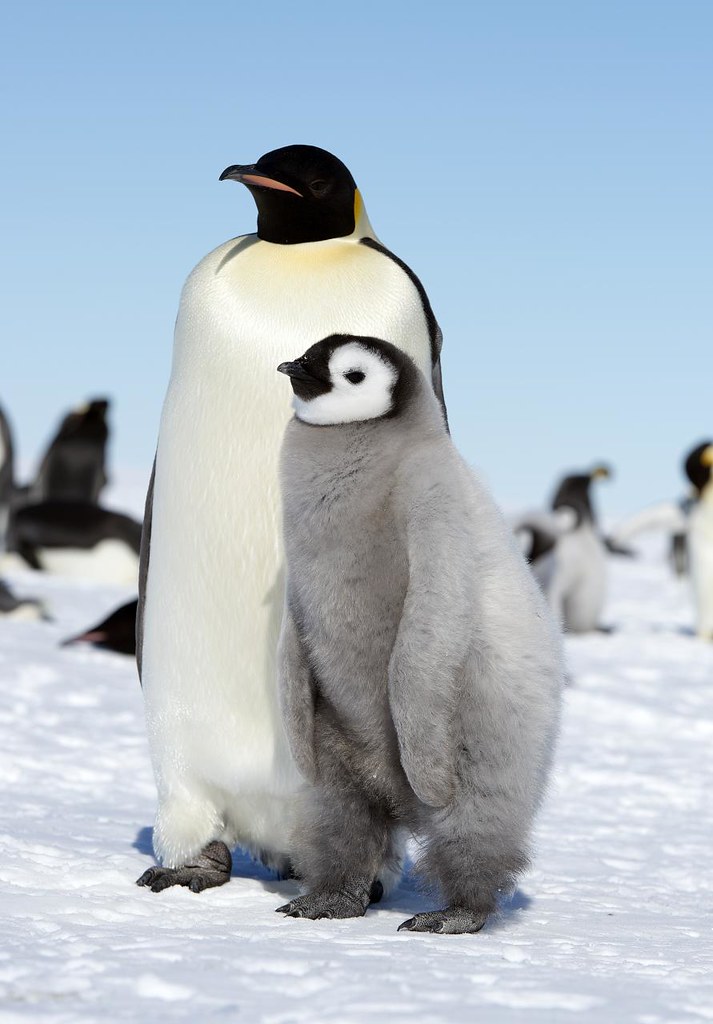 Emperor Penguin