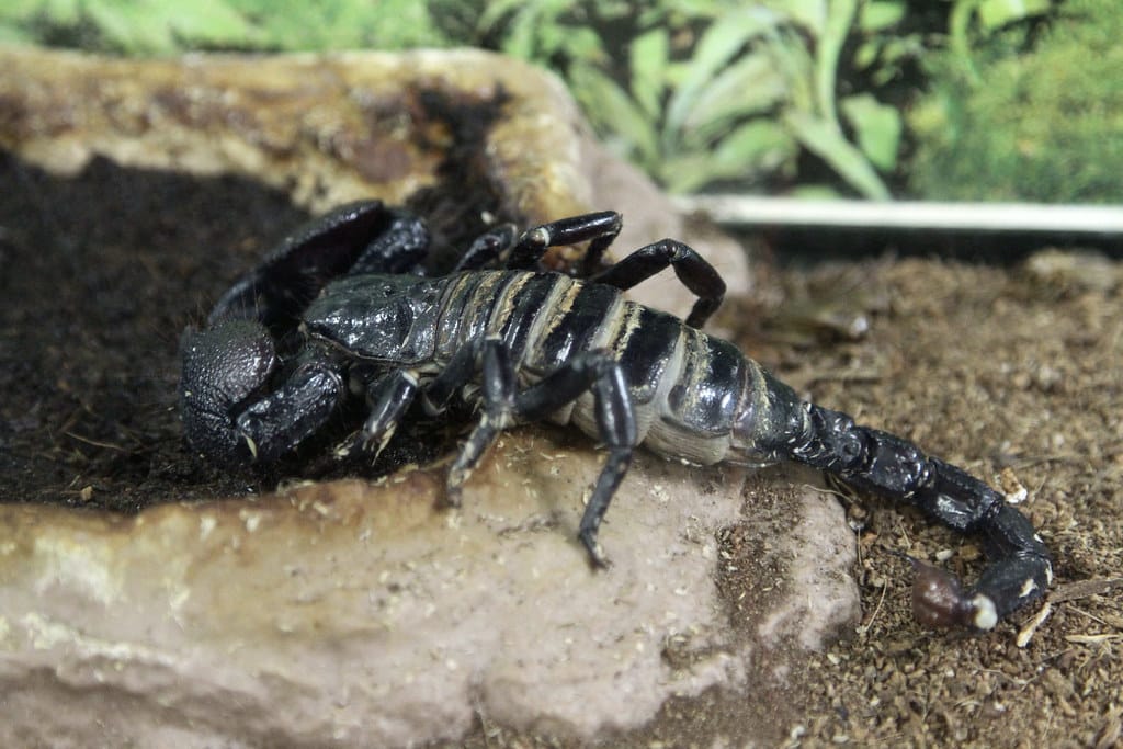 Emperor Scorpion