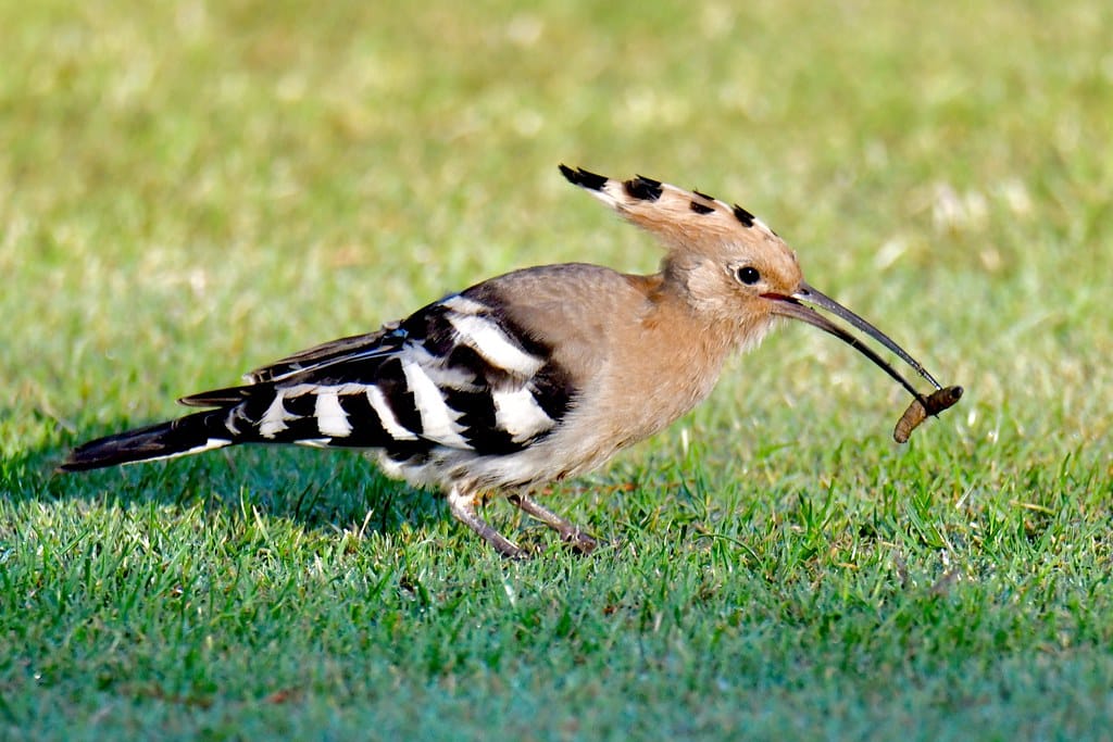 Eurasian Hoopoe
