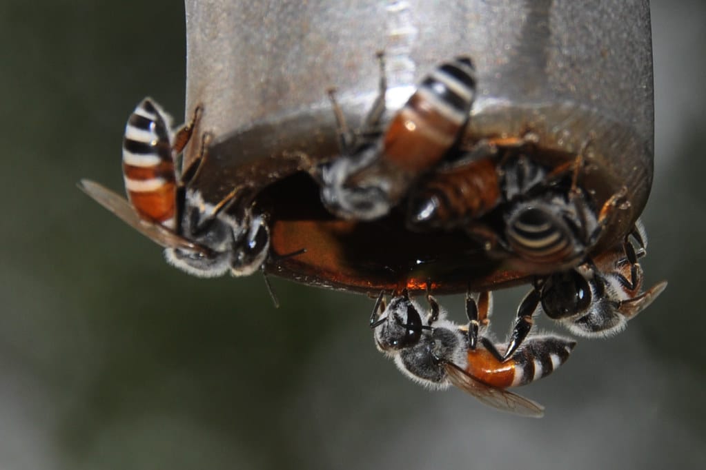 European (Western) Honey Bees - Types of Bees in Arkansas