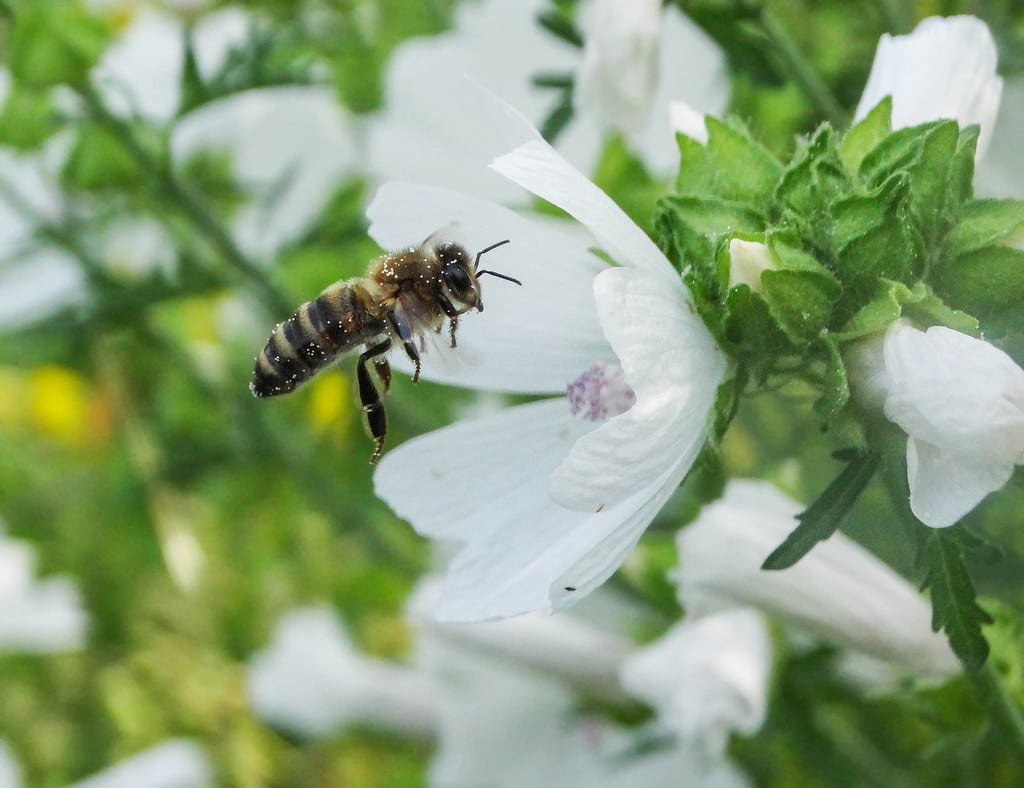European (Western) Honey Bees