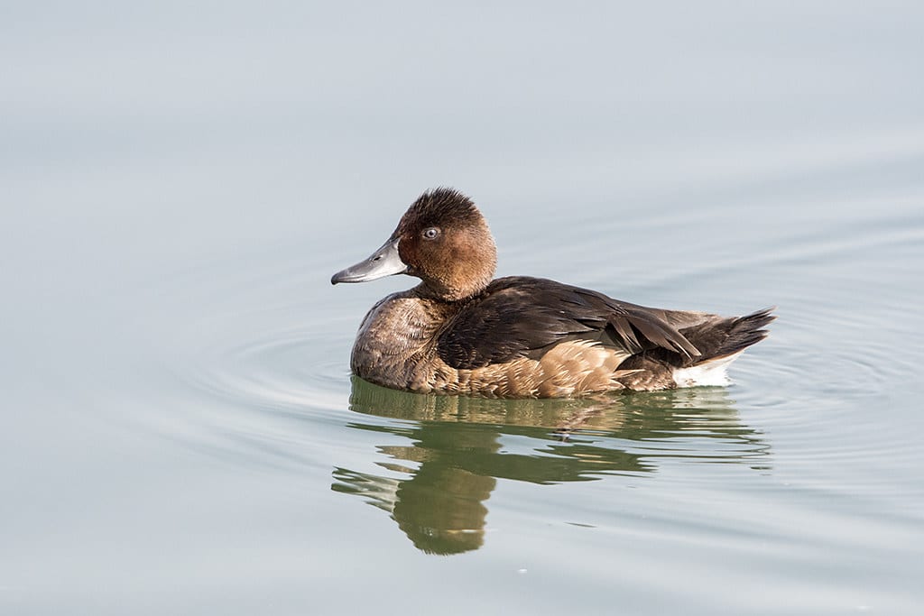 Ferruginous Duck - Different Types of Water Birds