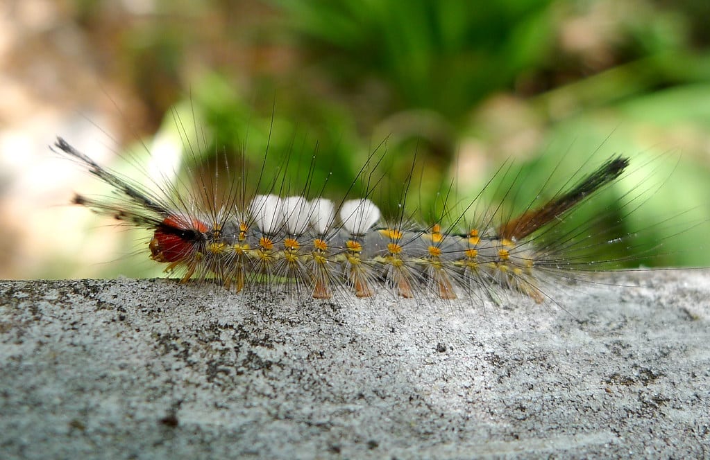 Fir Tussock Moth