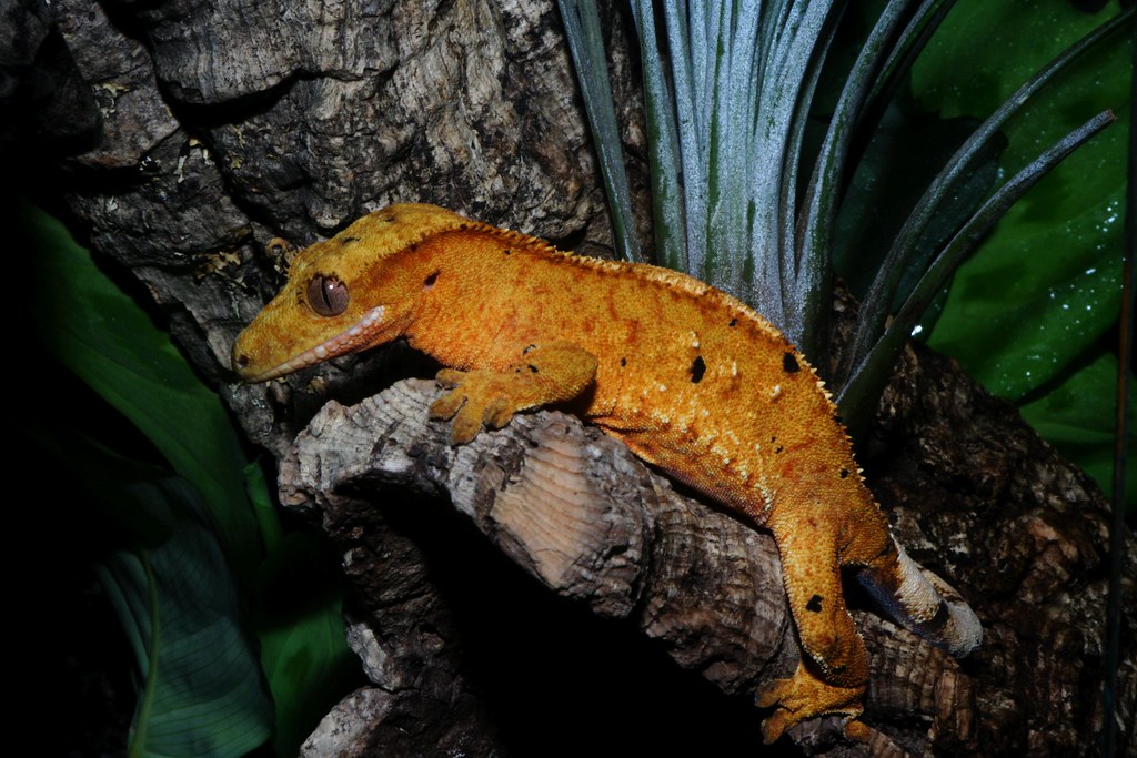 Flame Crested Geckos